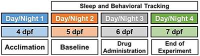 Screening effects of HCN channel blockers on sleep/wake behavior in zebrafish